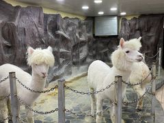 -上海大自然野生昆虫馆(东方明珠·爬宠昆虫探索中心)