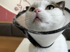 -喵园·猫主题咖啡厅·撸猫·猫咖(国贸店)