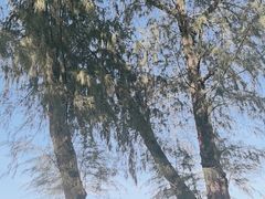 -珊瑚岛