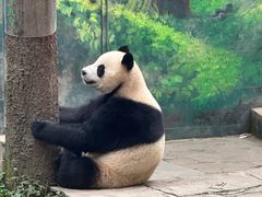 -中国大熊猫保护研究中心雅安碧峰峡基地