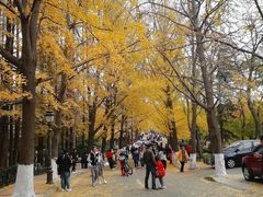 -八大关景区