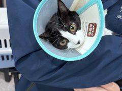 -四月宠物医院·猫专科·心脏专科·内科(转塘店)
