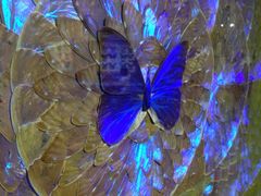 iphone_upload_pic-上海昆虫博物馆