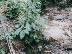 -西双版纳原始森林公园