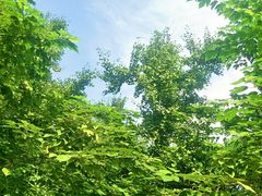 -塘沽森林公园