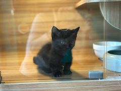 -猫十亿·布偶金渐层·曼基康矮脚猫舍(青年路店)