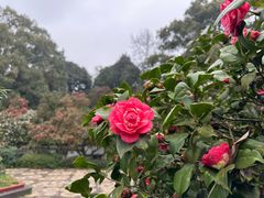 -南山植物园