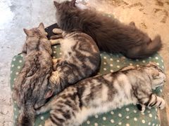 -more than meow吴止猫主题餐厅(承德 中船汇店)