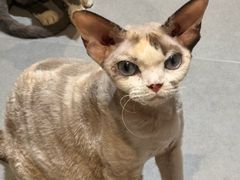 -琪喵猫屋·撸猫猫咖·猫舍