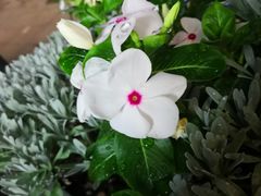 -gaga(深圳南山益田假日广场店)