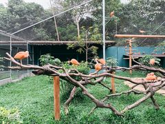 -深圳野生动物园