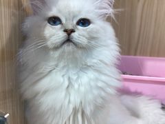 -屋虎猫馆(宝安大仟里店)