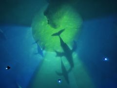-烟台海昌鲸鲨海洋公园