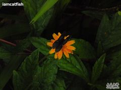 -火炉山森林公园