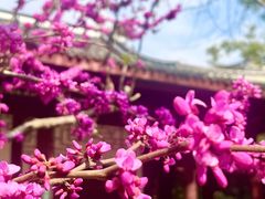 -望江楼公园