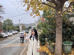 -千年银杏谷文化旅游区