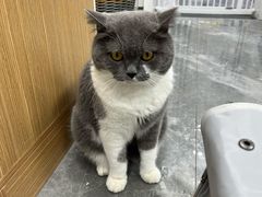 -东莞宠友24H宠物中心医院·转诊夜诊·异宠(新河北路院)