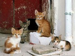 android_upload_pic-Sirena海妖日咖夜酒