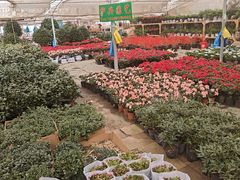 -龙大花卉苗木市场