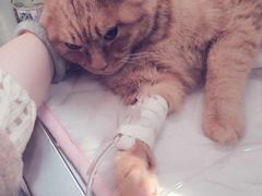 -北京博爱动物医院有限公司