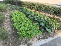 -东梓关景区村庄