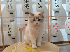 -柴迷FANS CLUB·柴犬狗咖·猫咖