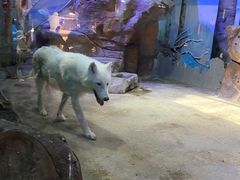 -芜湖新华联大白鲸海洋公园