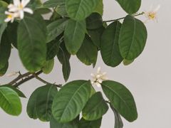 -五进制 Coffee Shop