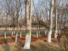 -大兴滨河森林公园