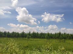 -塞罕坝国家级自然保护区