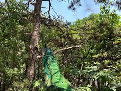 -燕塞湖鸟语林景区