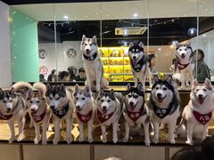 -Husky Go! 哈士奇体验馆·宠物咖啡厅狗咖