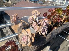 -唐咖精品咖啡(大理古城手冲店)