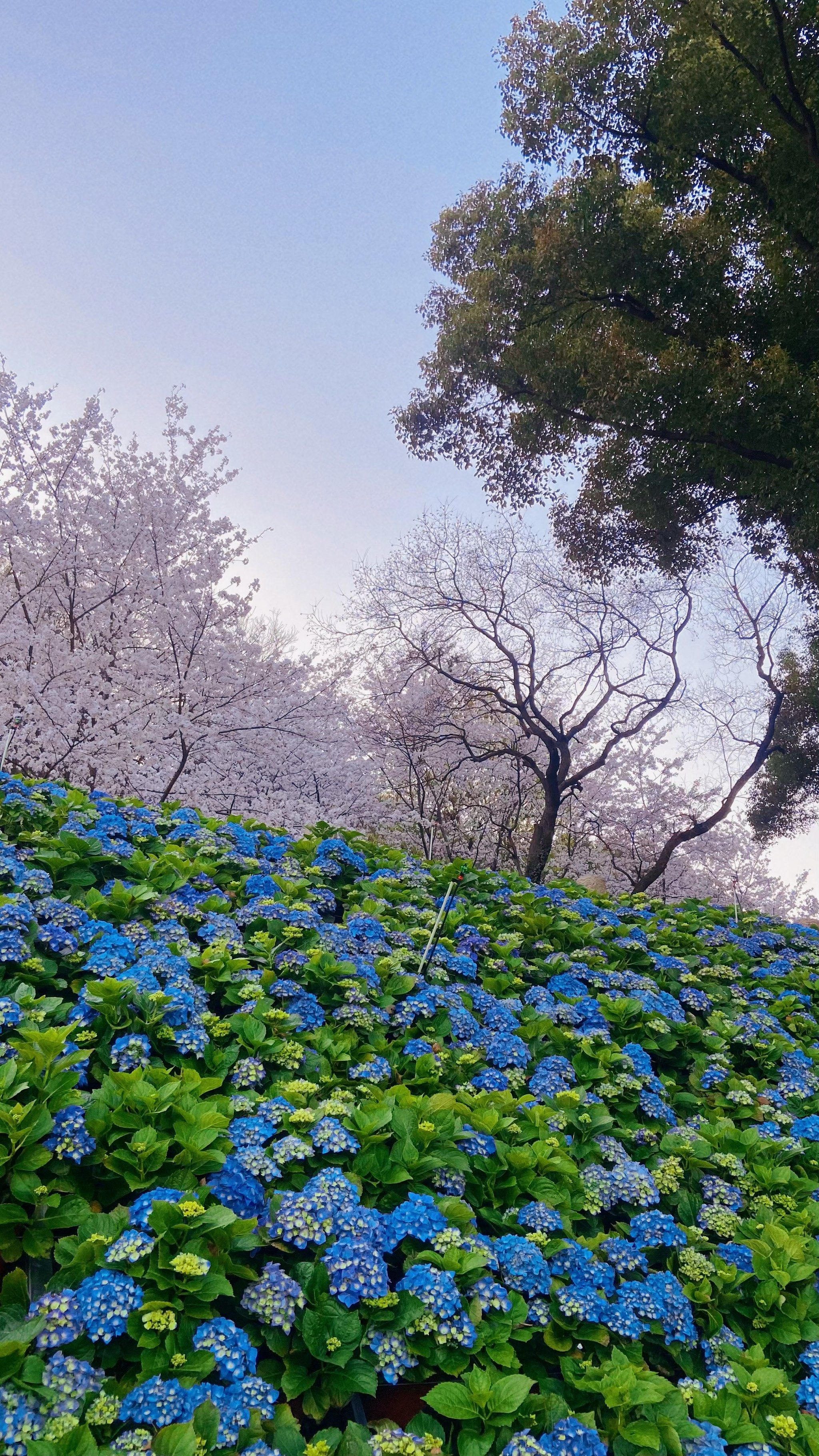上方山已经到了最美时刻