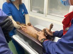-伟伟宠物医院·CT影像中心·瑞派犬猫综合性门诊(汉口总院)