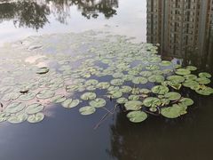 -仙女湖公园