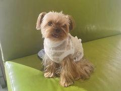 -北京派仕佳德动物医院·超导核磁·CT·神经科·骨科·内外科·急重症管理中心