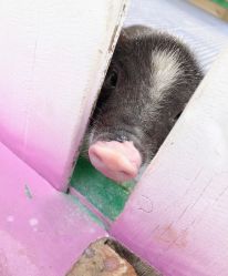 -萌宠亲子动物乐园(槐房万达店)