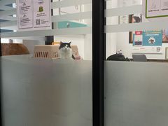 -瑞派雷欧宠物医院·中兽医·眼科·急重症转诊中心(黄台店)