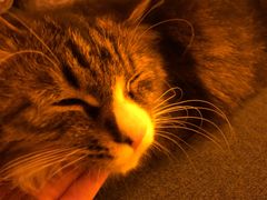 -Sirena海妖日咖夜酒