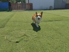 -宠物寄养训练学校
