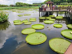 -荷塘月色湿地公园·向阳花洲