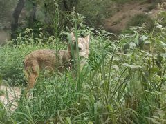 -沈阳森林动物园
