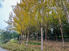 -永定河休闲森林公园