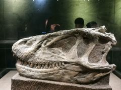 -自贡恐龙博物馆