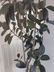 -HEYAN荷妍专业脱毛连锁机构