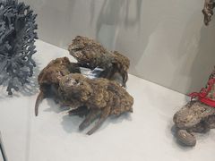 -广东中医药博物馆