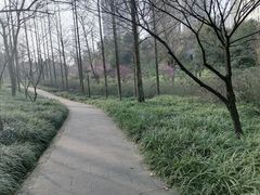 -重庆彩云湖湿地公园
