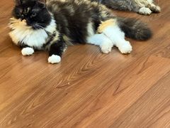 -楼上猫咖(罗湖店)