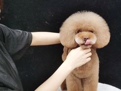 -鑫艺宠物美容培训学校